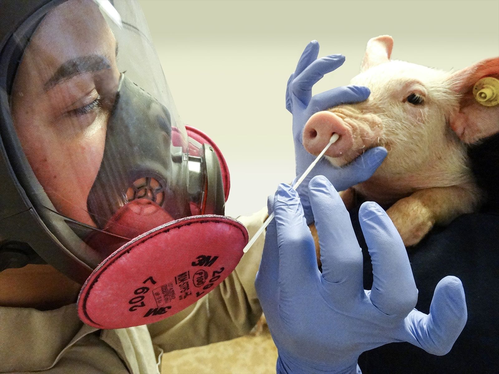 Toma de muestras para estudiar la gripe en los cerdos