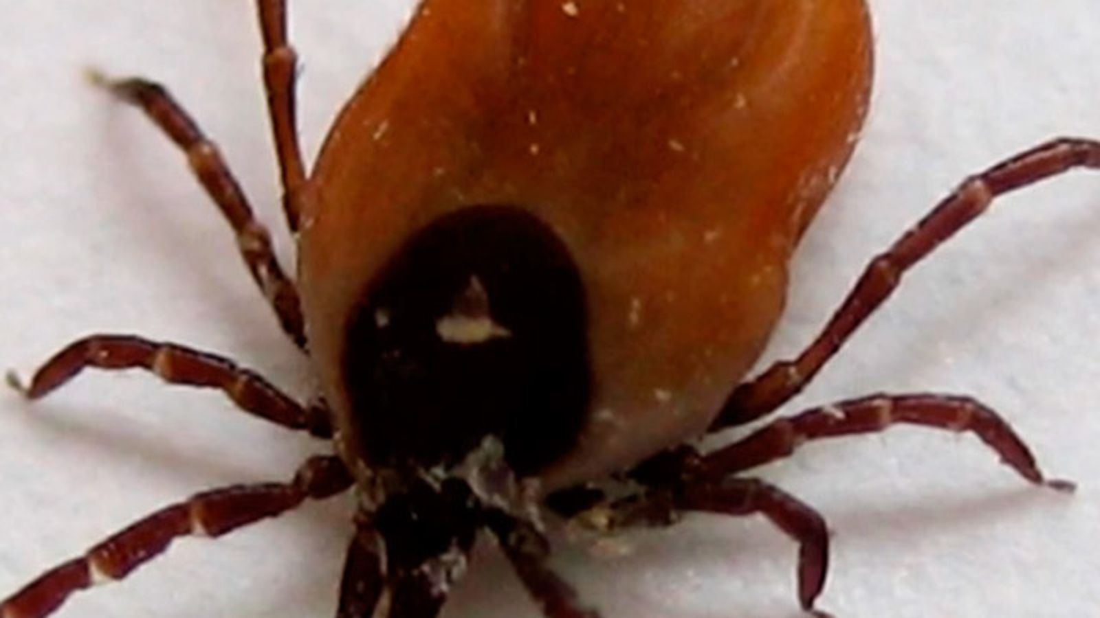 Garrapata