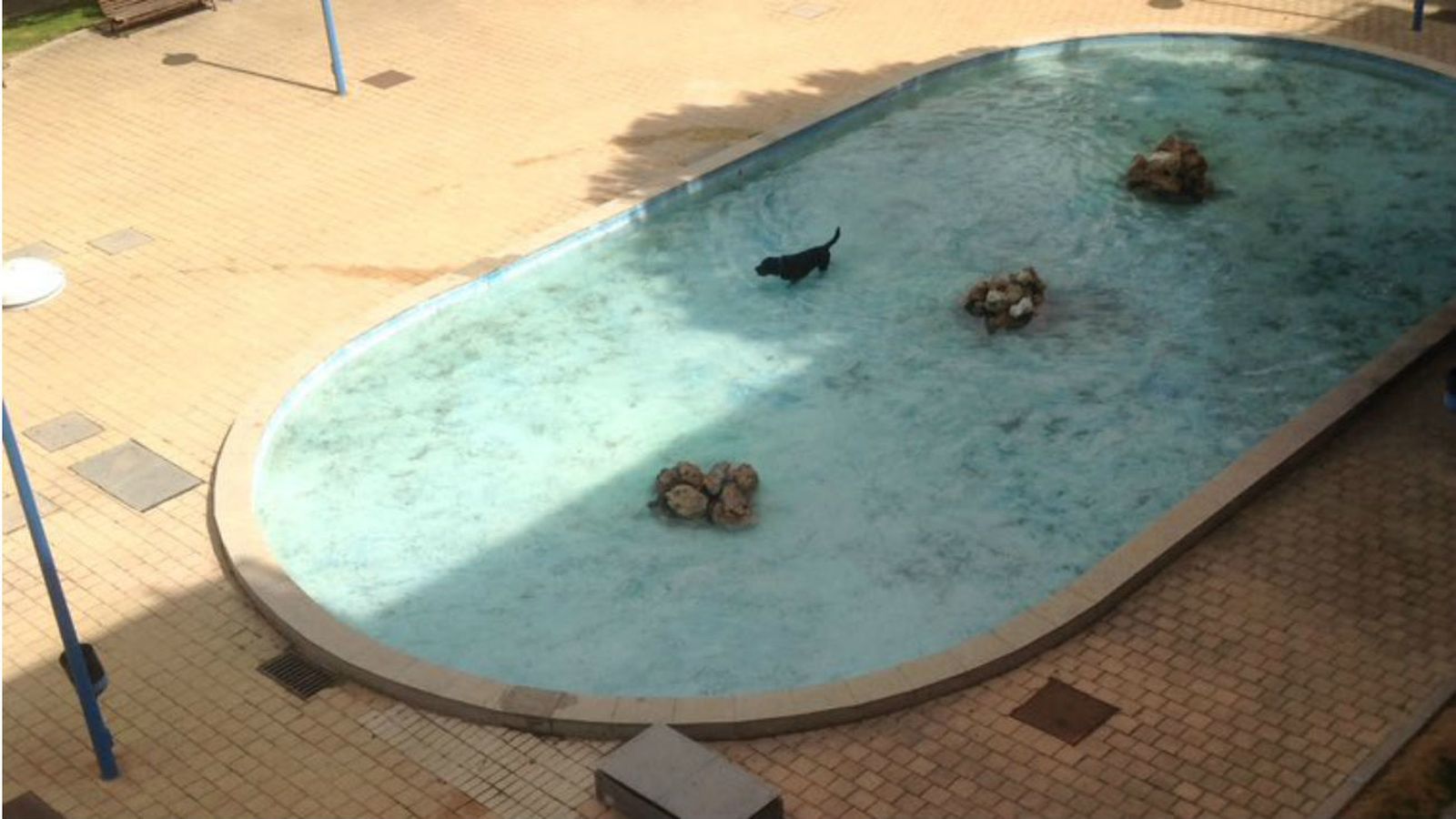 Perro en una fuente pública de Pinto