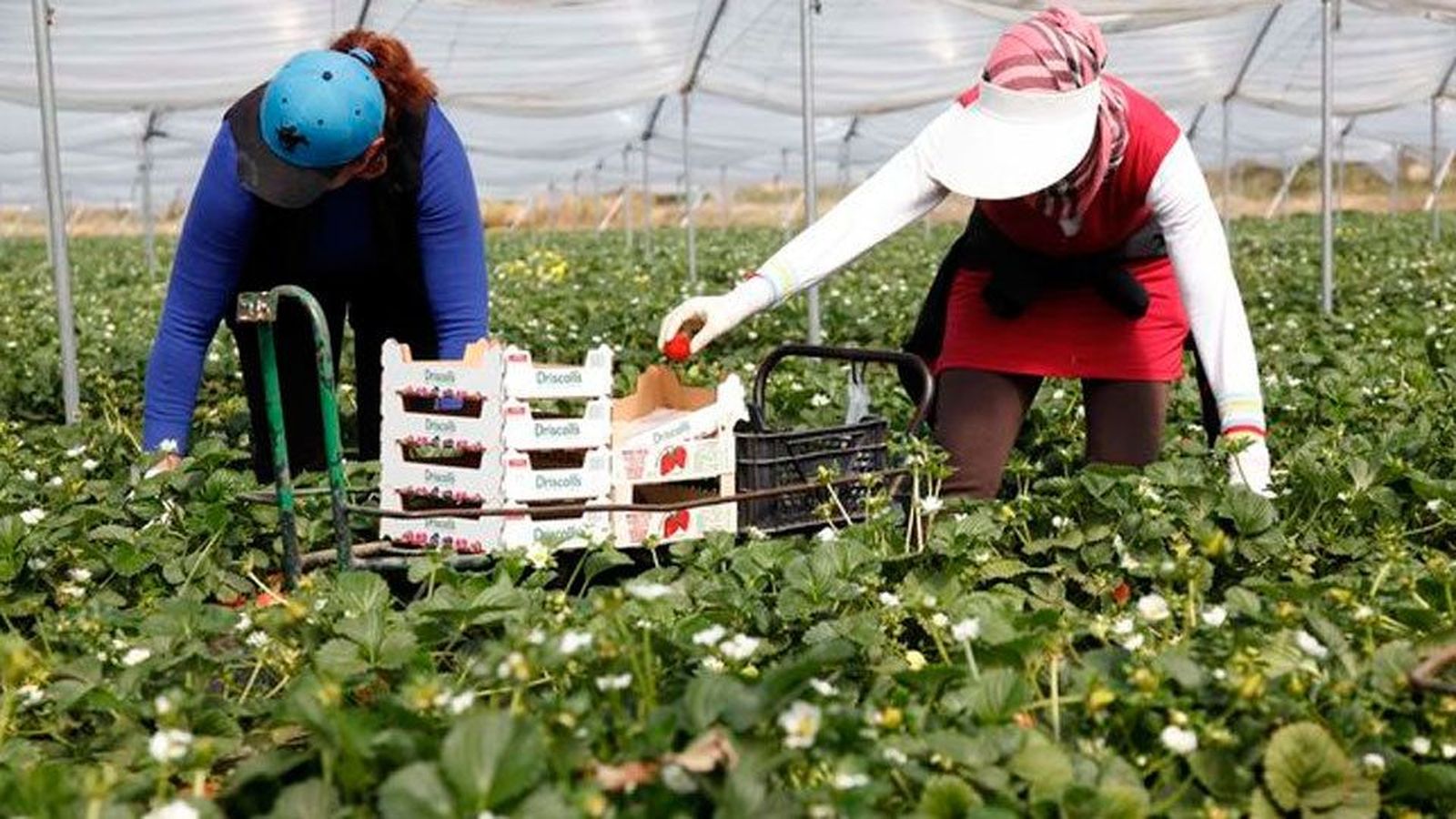 Nuevas denuncias por posible abuso laboral y sexual a temporeras de la fresa en Huelva