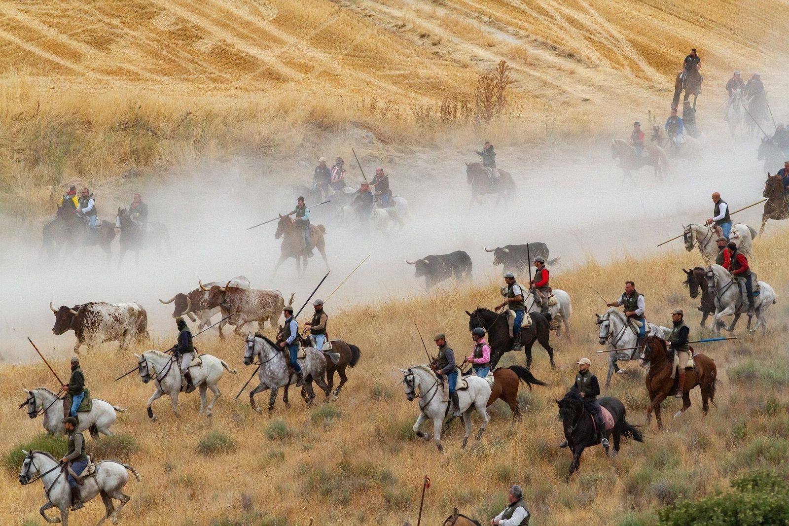 Deslucido y complicado segundo encierro en Cuéllar sin heridos y con toros de arduo manejo