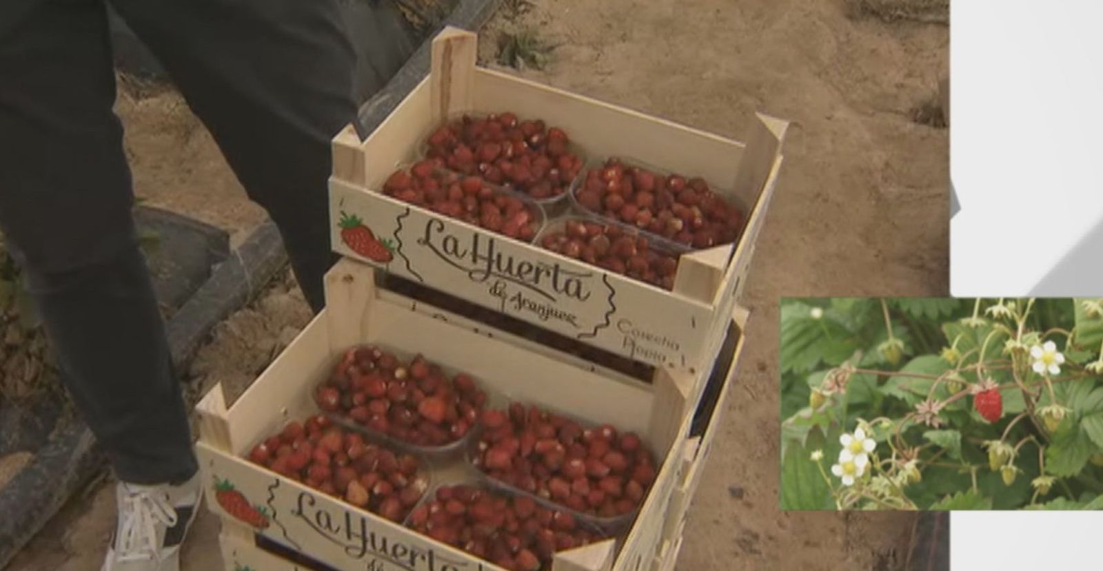 Las fresas de Aranjuez, en pleno proceso de recogida