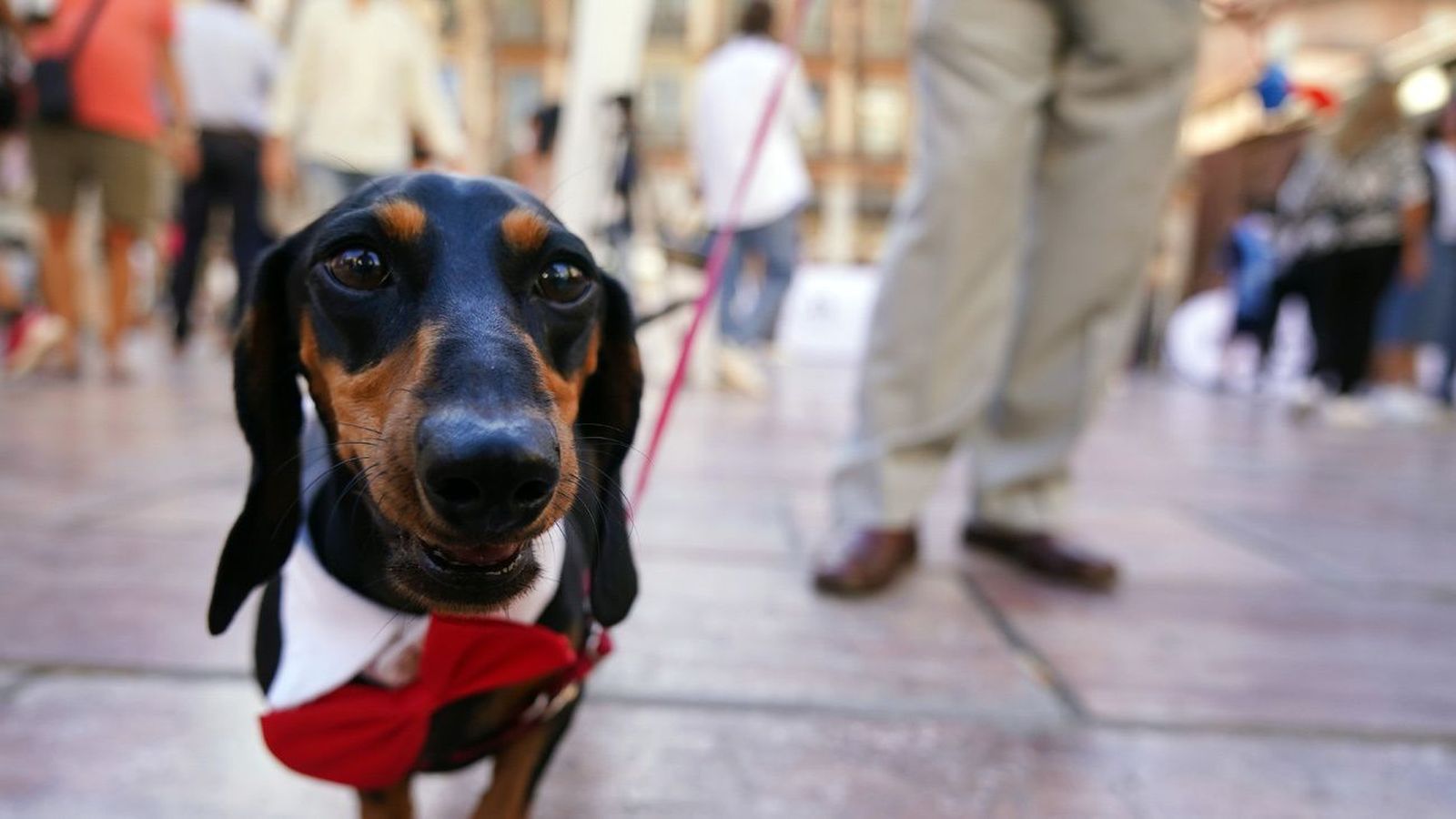 Ya está en vigor la Ley de Bienestar Animal: fin del sacrificio, límite de mascotas y acceso libre a locales