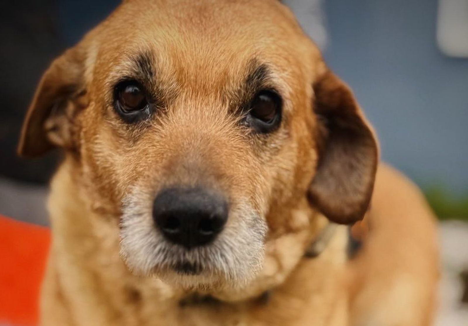 Luli, abandonada en Alcorcón, busca familia