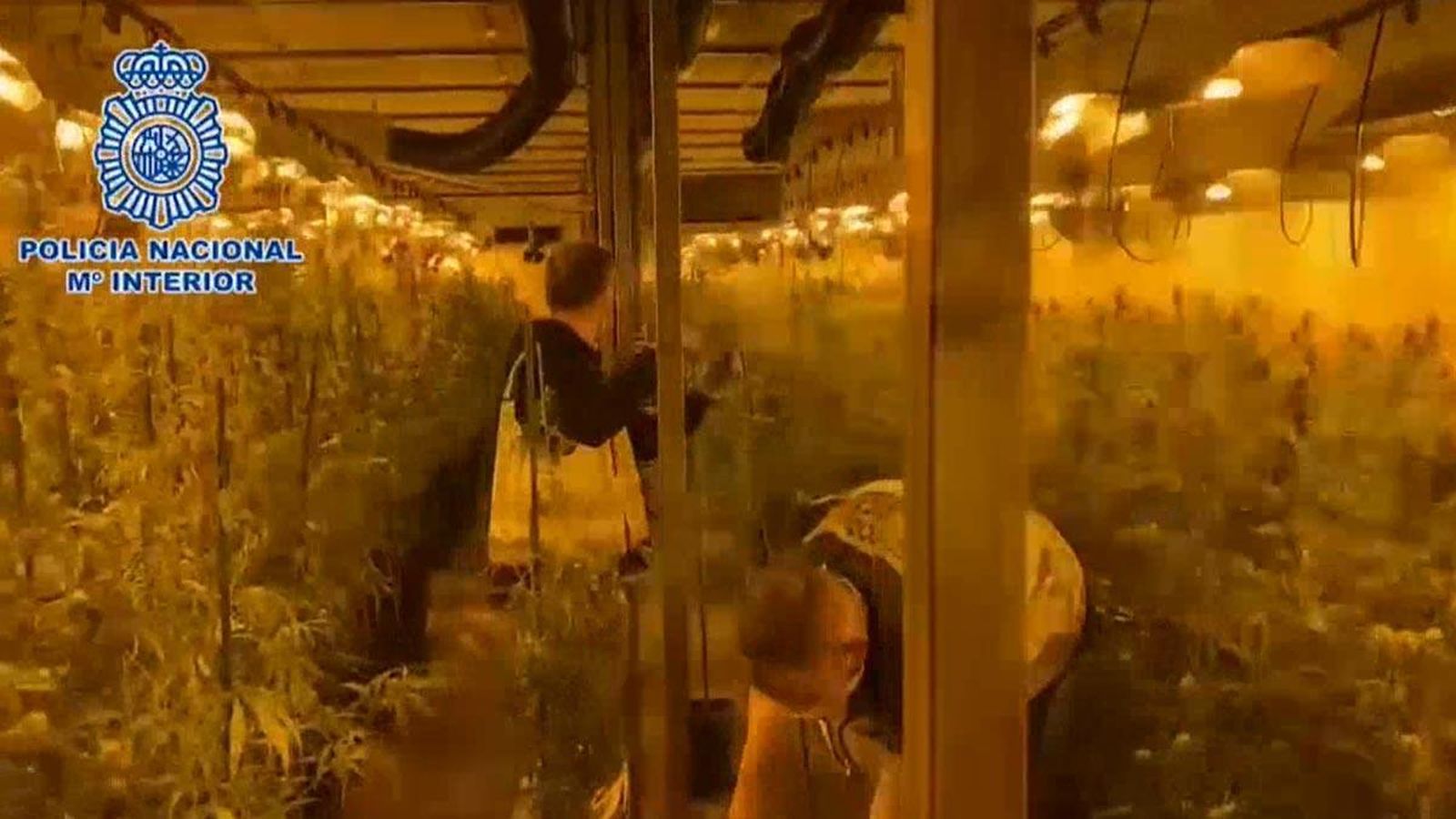 Plantación de marihuana desmantelada por la Policía Nacional