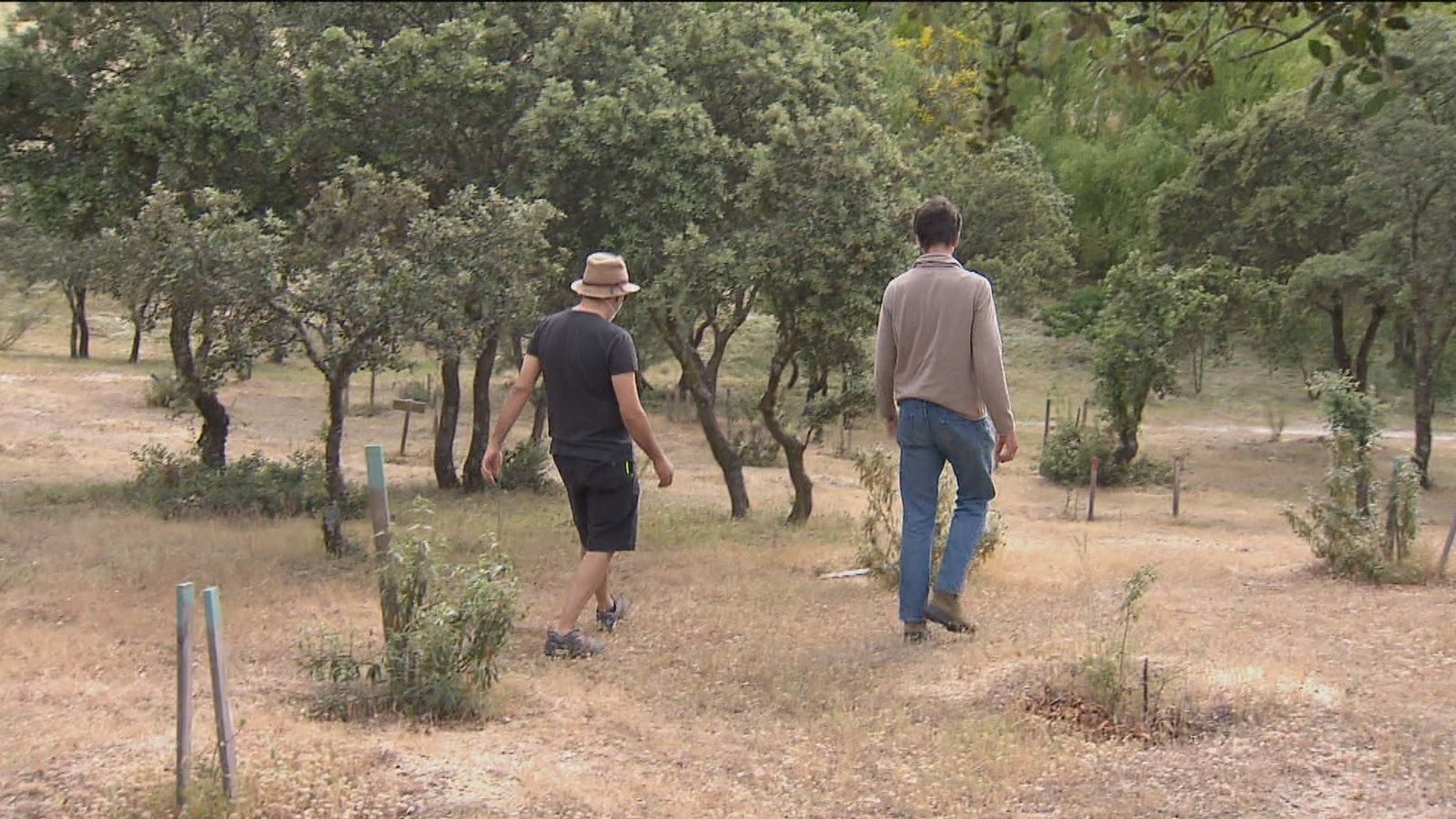 Descubrimos el bosque de los Alcornoques de Tres Cantos