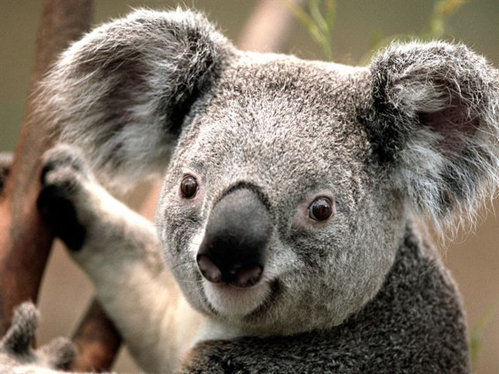 koalas_2134
