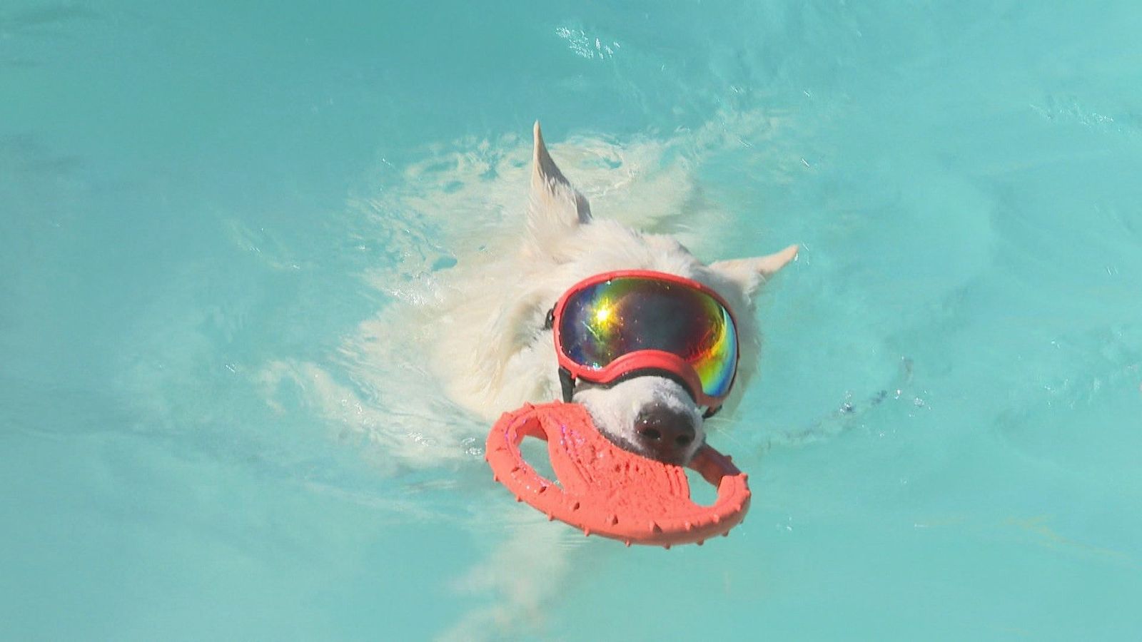 Una piscina en Madrid en donde los perros pueden 'chapotear' a su antojo