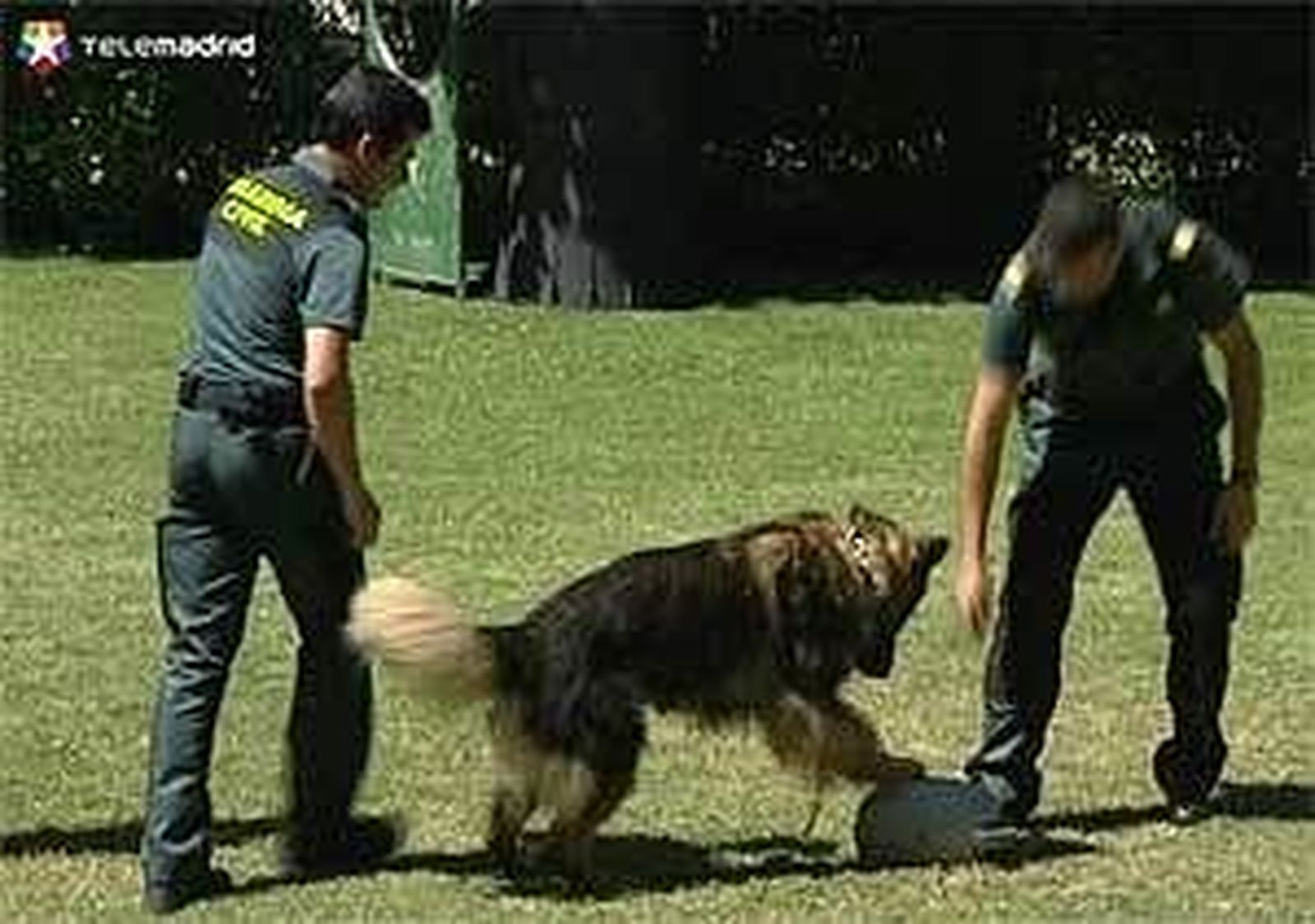 Perros policía de la Guardia Civil: cada vez más especializados