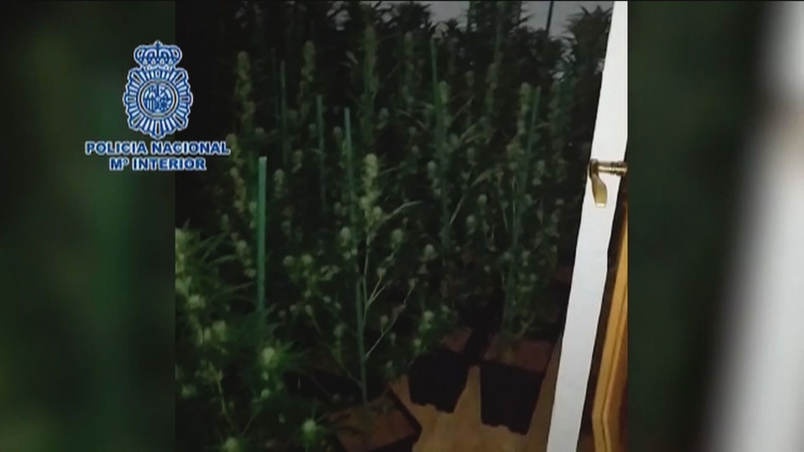 Plantación de marihuana