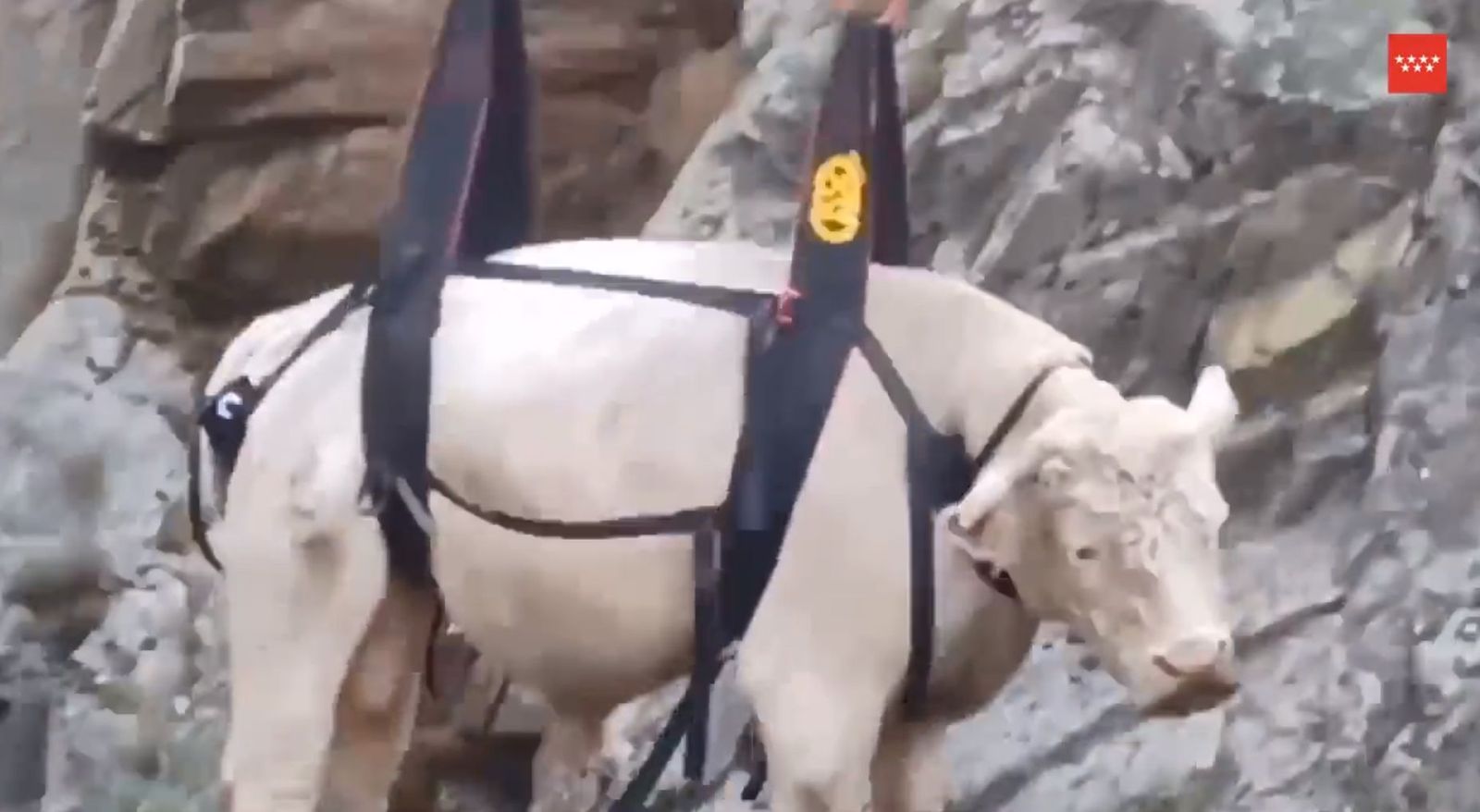 El animal suspendido en el aire durante el traslado