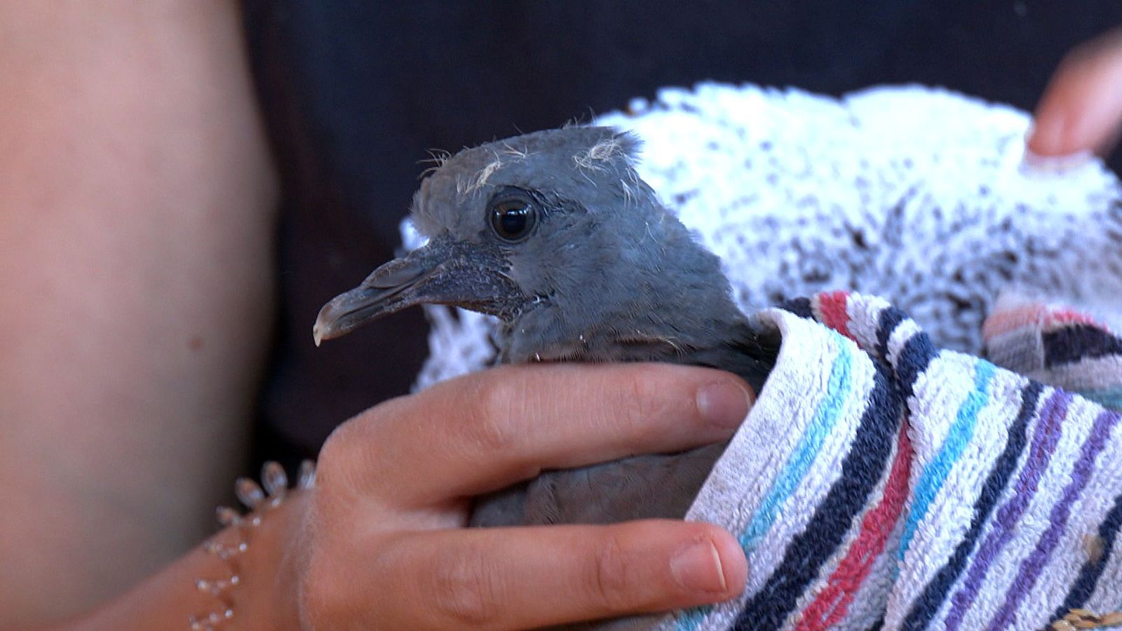 Las especies más afectadas por las altas temperaturas: las aves