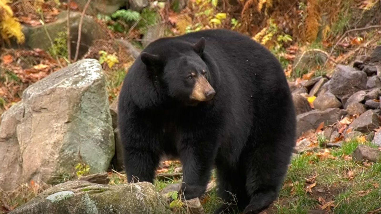 La naturaleza canadiense de Ottawa