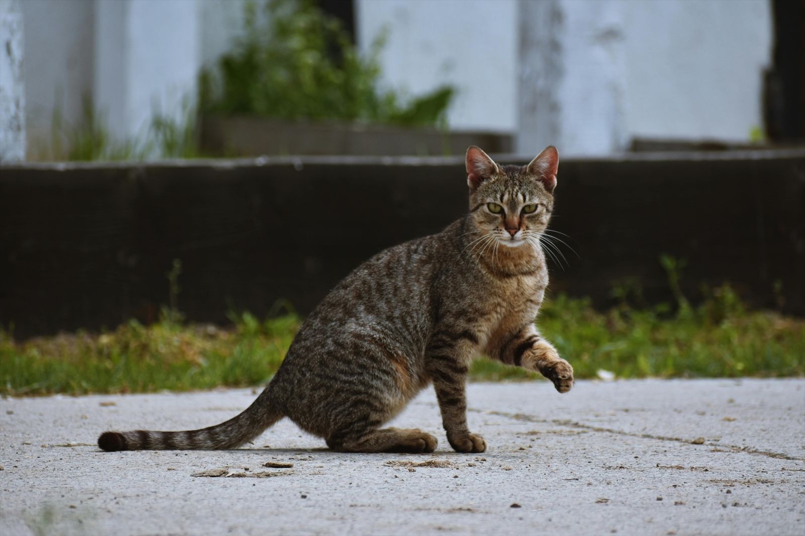 Un gato en la calle
