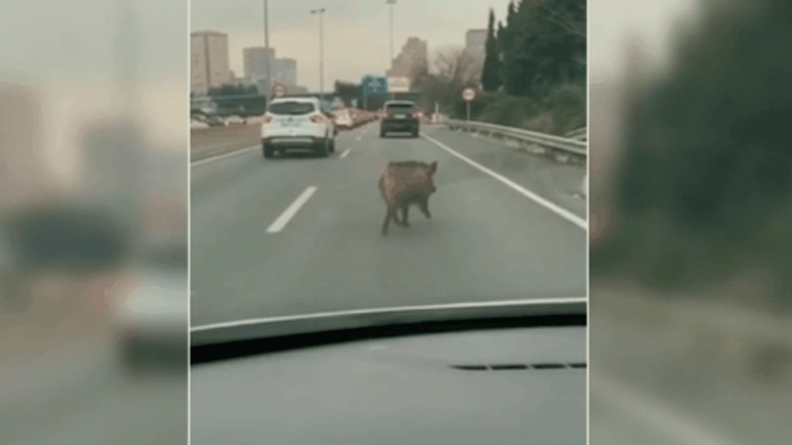 Ecologistas en Acción urge a capturar con dardos a los jabalíes que han invadido el anillo de la M-30