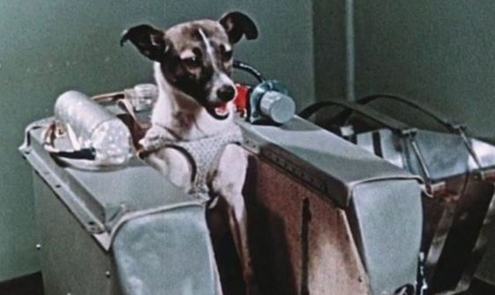 La perra Laika
