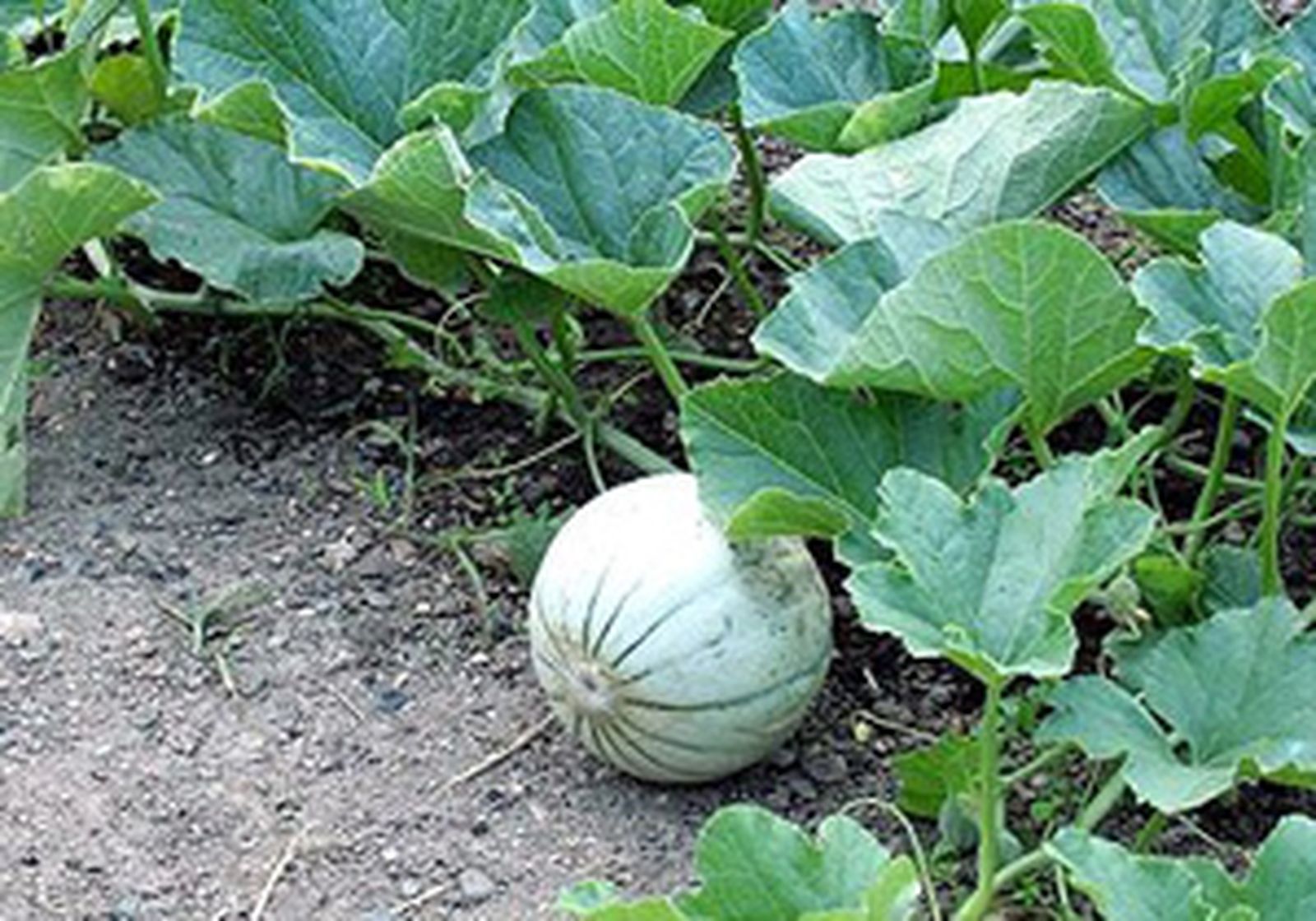 melon_hoy_fruta