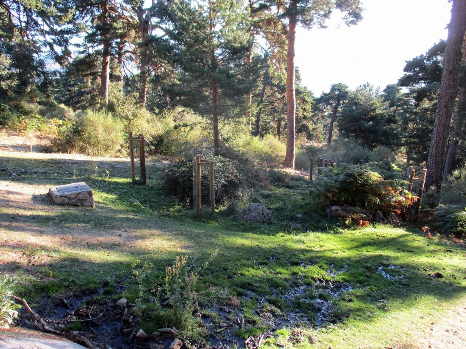 El Parque Nacional de la Sierra de Guadarrama cuenta con 60 nuevos ejemplares de especies autóctonas