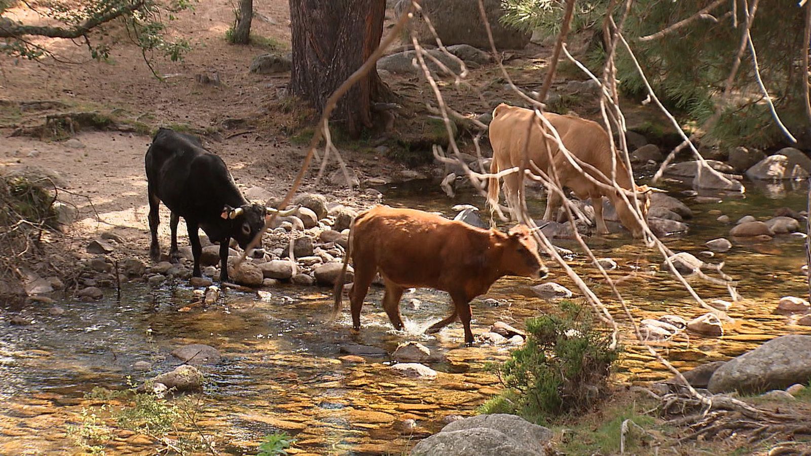 La Pedriza, Parque Nacional Sierra de Guadarrama
