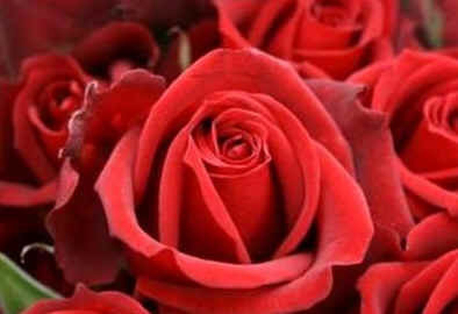 Concurso Internacional de Rosas Nuevas en la Rosaleda del Parque del Oeste