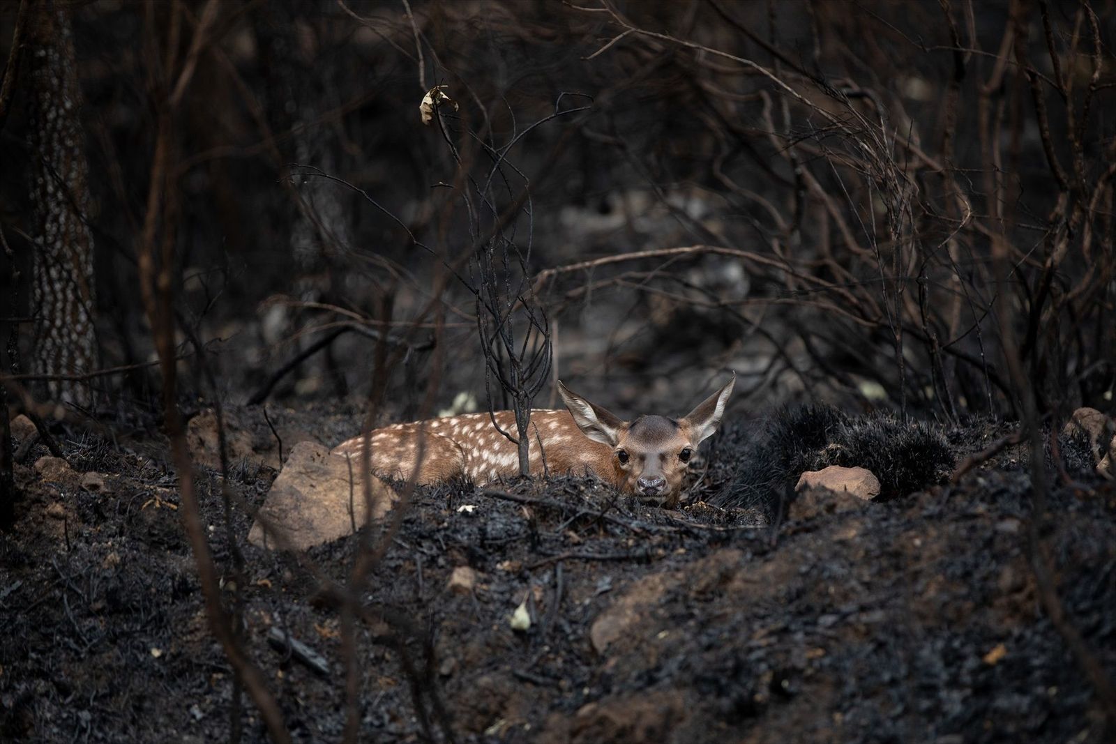 Unos 250.000 animales son calcinados en los incendios de Galicia