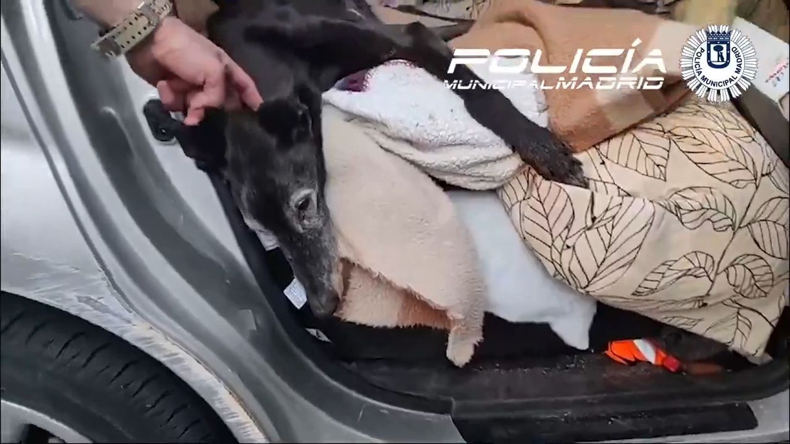Investigan al dueño de un galgo que dejó dentro del coche a pleno sol durante horas