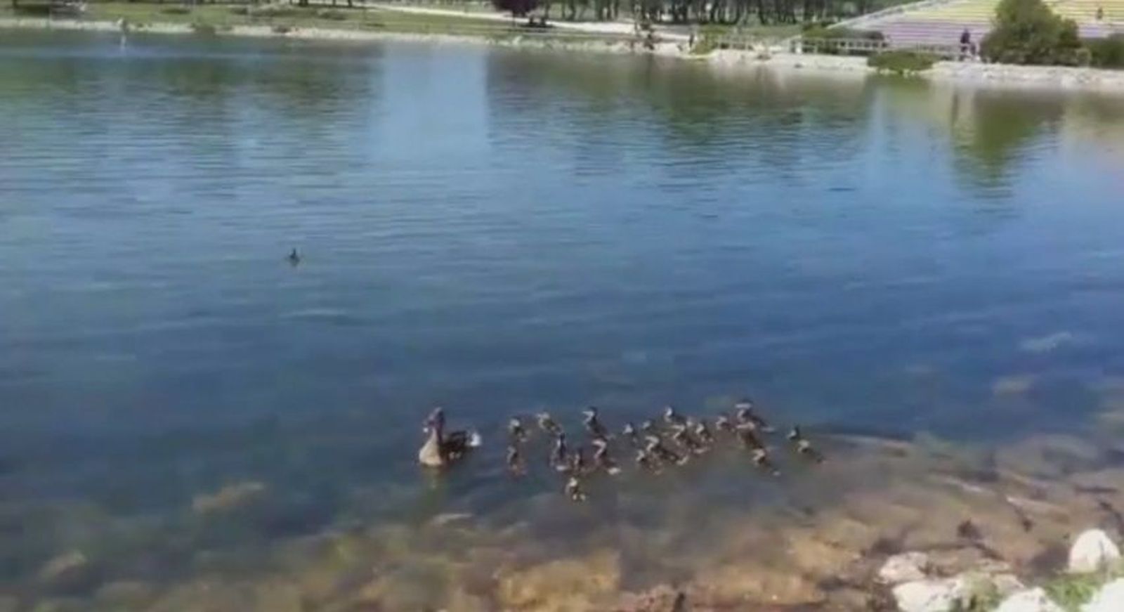 El vídeo de los patos de Aluche que te sorprenderá