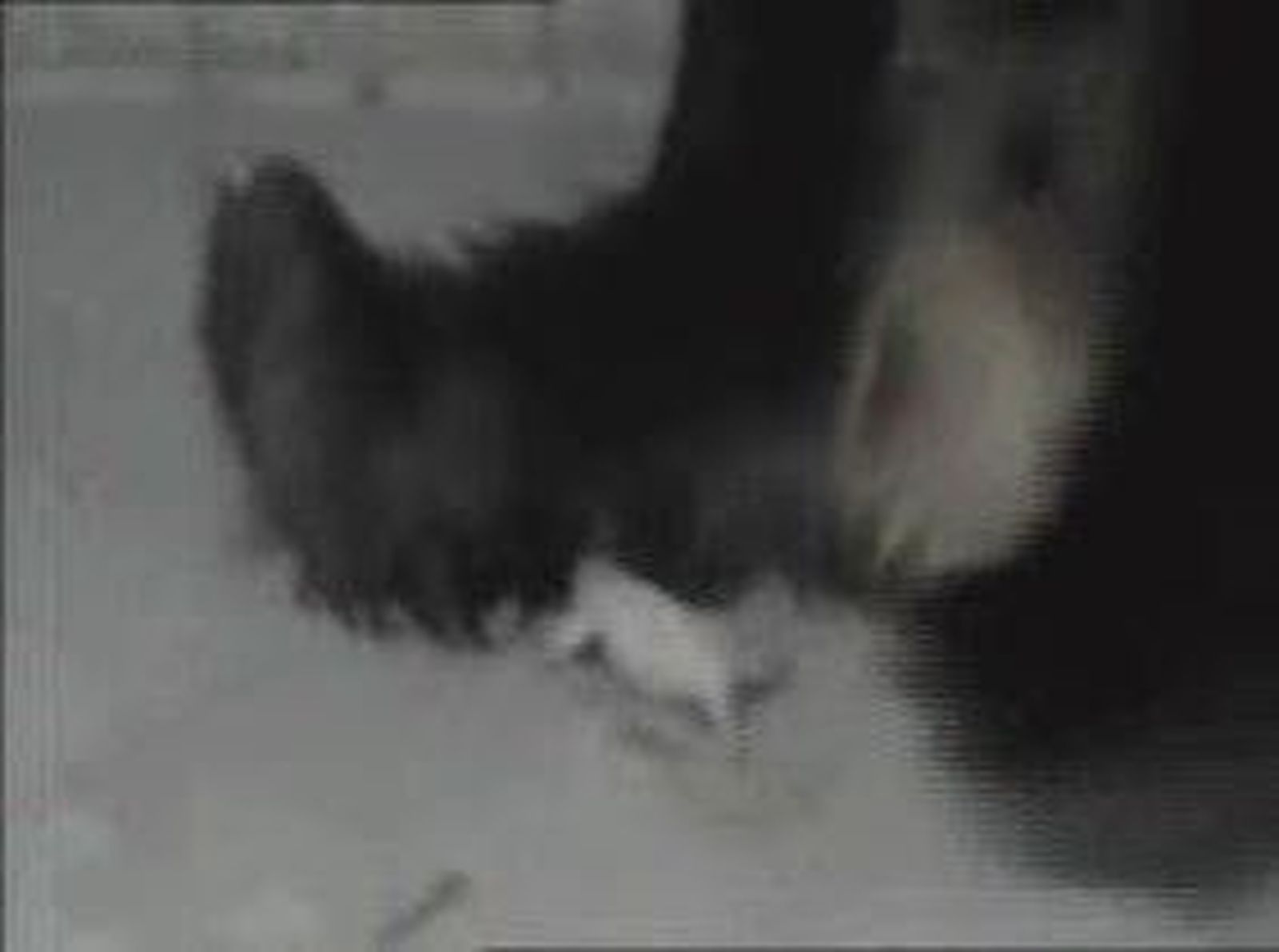 Nacen en Madrid dos nuevas crias de oso panda