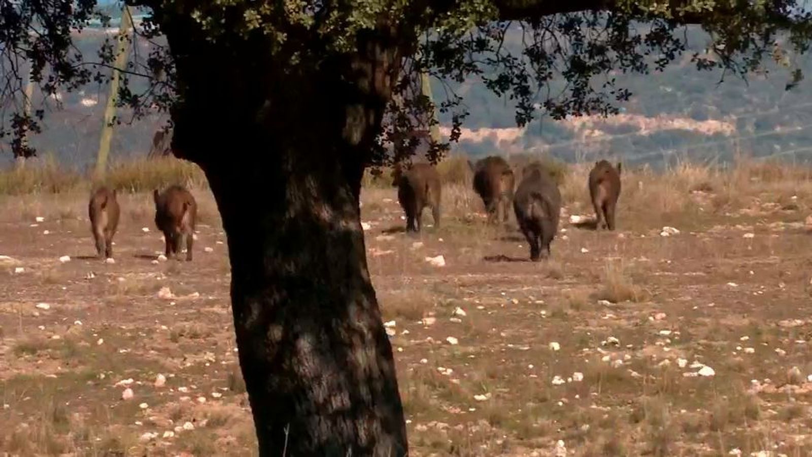 Madrid registra 109 accidentes de coches con animales implicados especialmente jabalíes