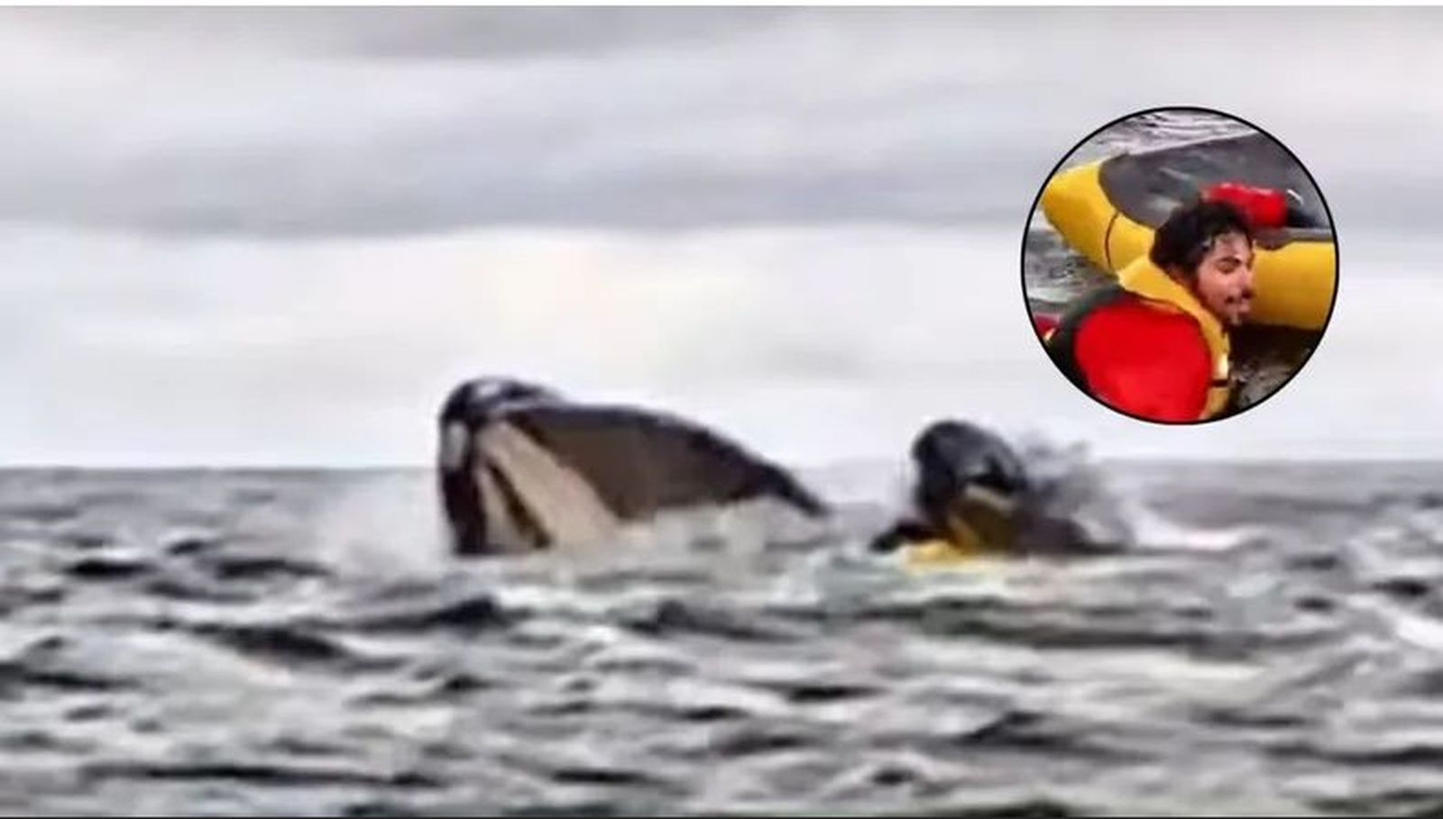 Un piragüista, tragado y escupido por una ballena