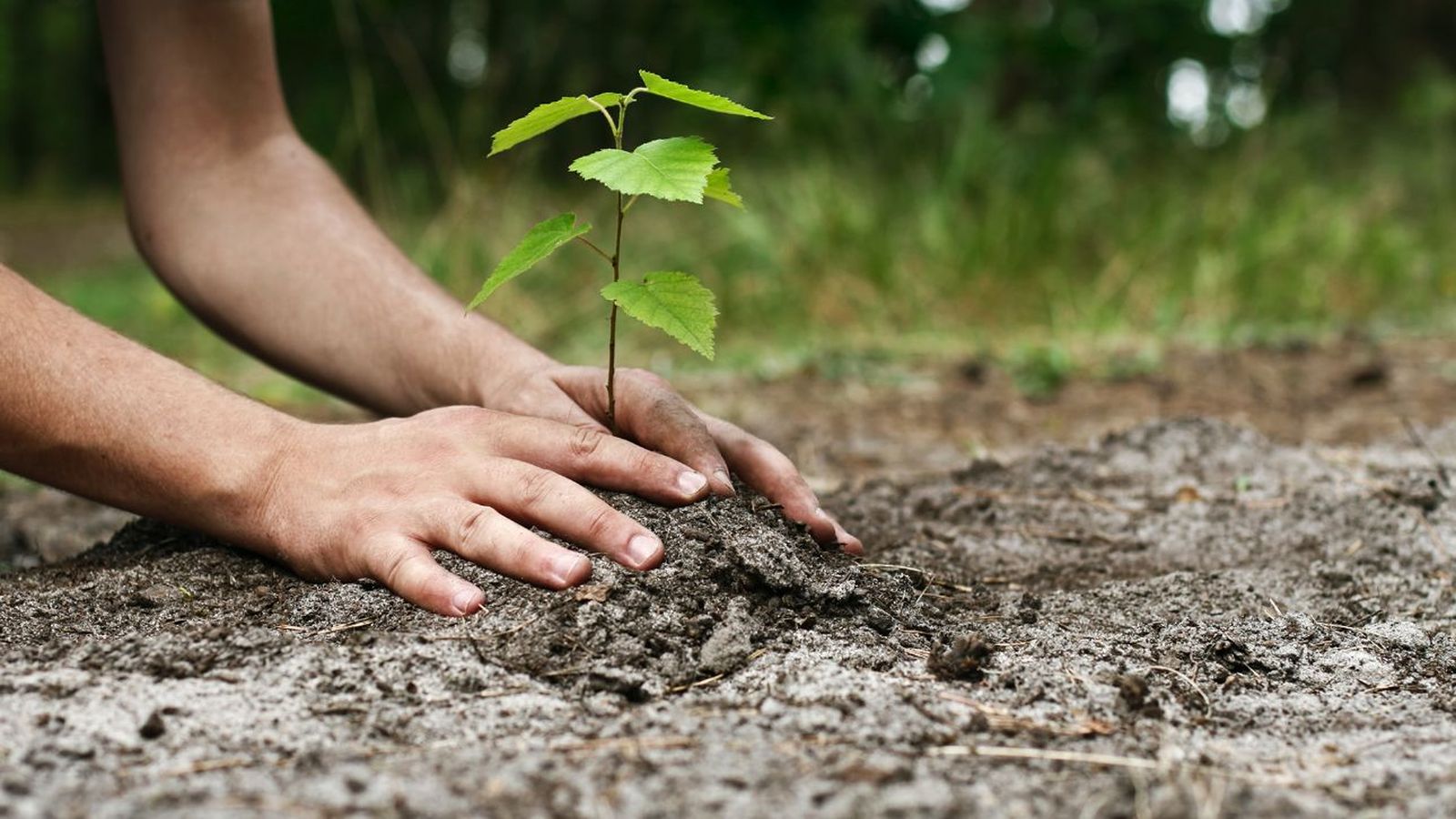 Plantación de un ejemplar de árbol