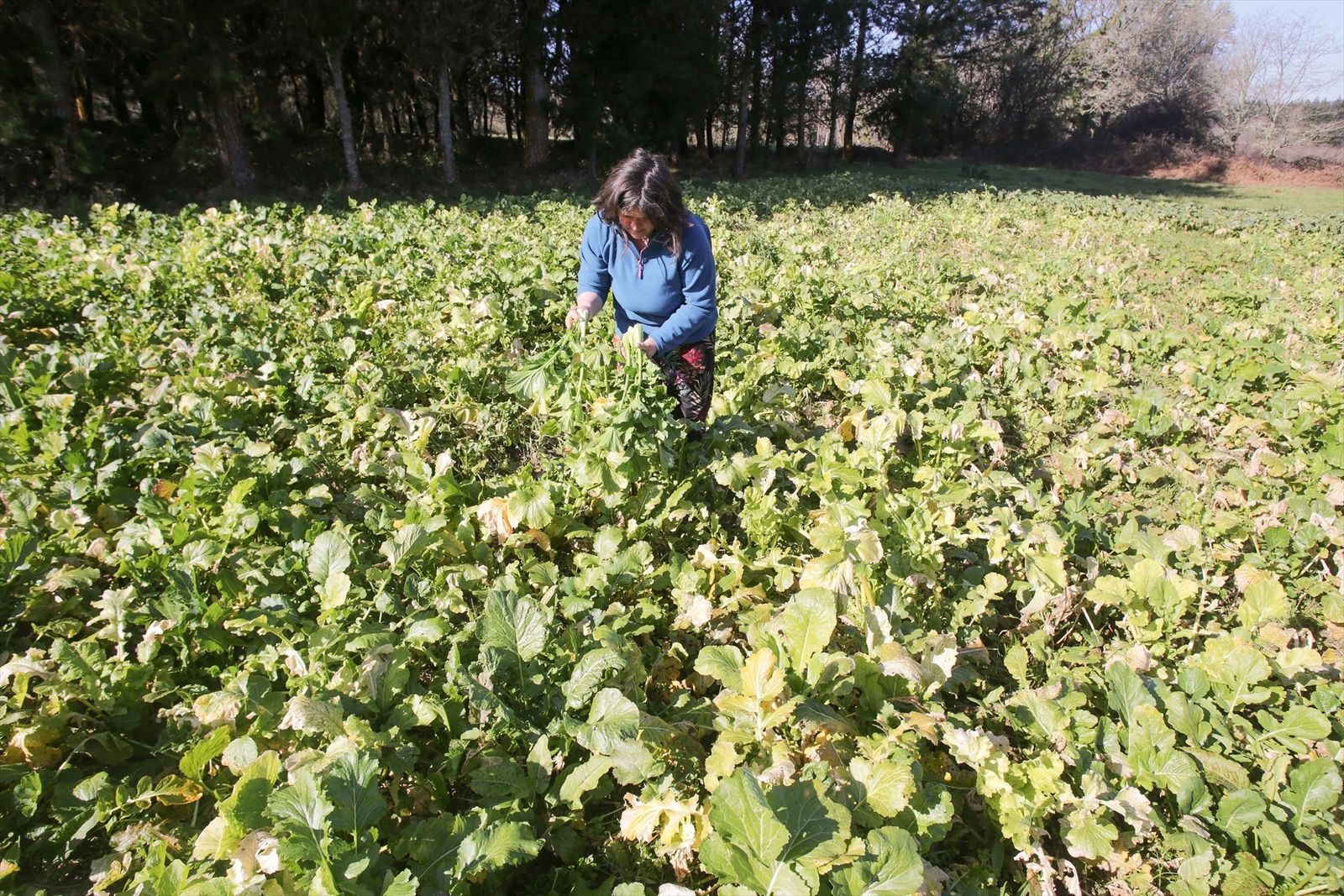 Una mujer recoge grelos durante la temporada final de la recolecta, en una huerta familiar,
