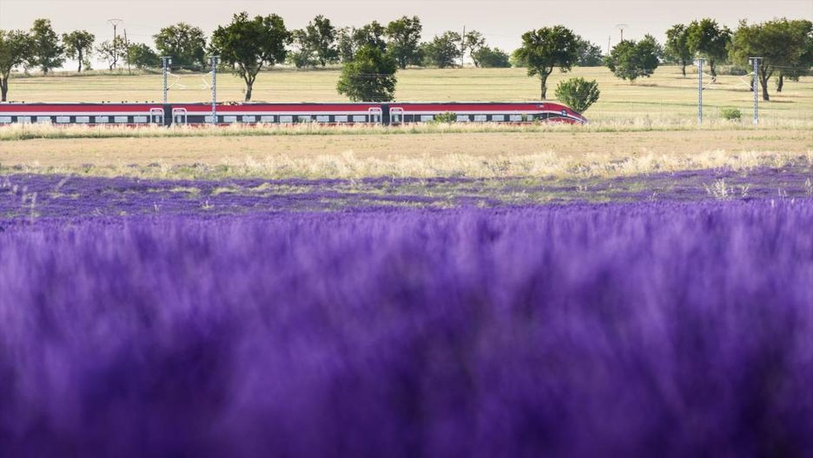 Un tren cercano a los campos de lavanda en Brihuega