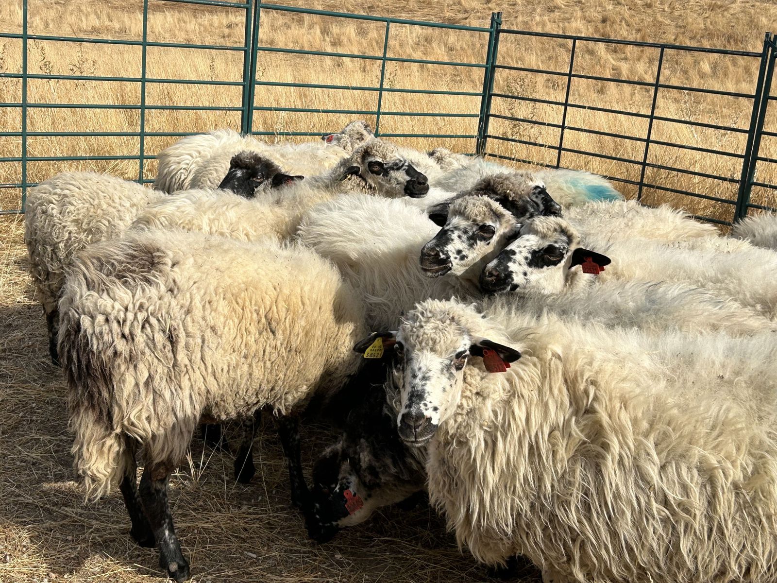 Ovejas colmenareñas para el ganadero que perdió las suyas en el incendio de Tres Cantos