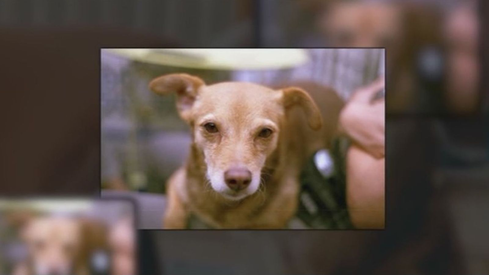 Buscan a Pícara, una perrita perdida en Madrid Río