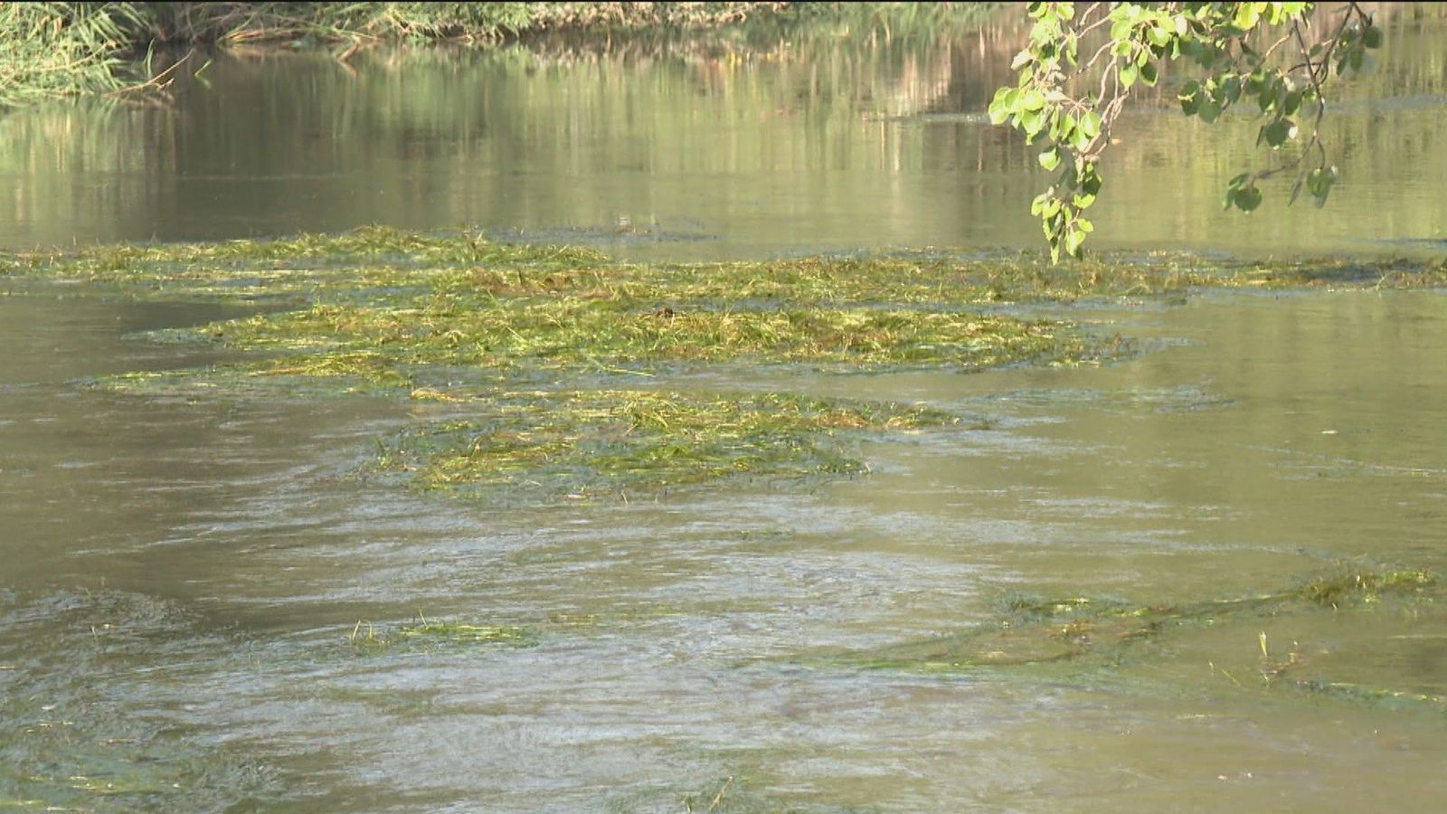 Torrejón de Ardoz elimina las algas para combatir los mosquitos y la mosca negra
