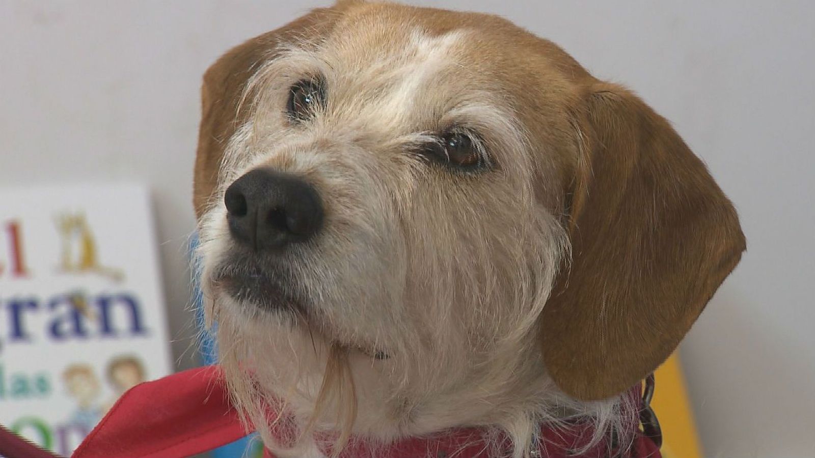 Niños con autismo aprenden a leer con un perro