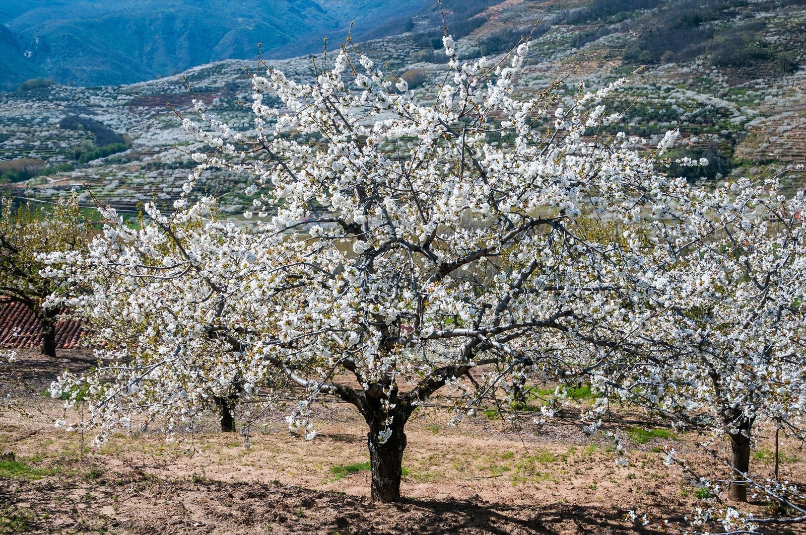 Cerezo en flor en el Valle del Jerte