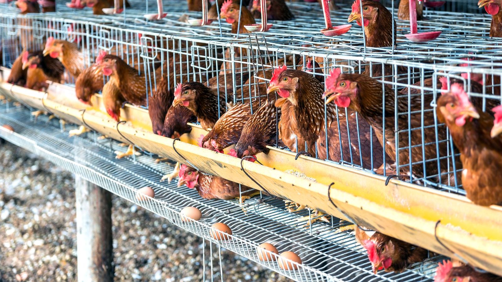 Gallinas confinadas en Ciempozuelos, o cómo combatir contra la gripe aviar