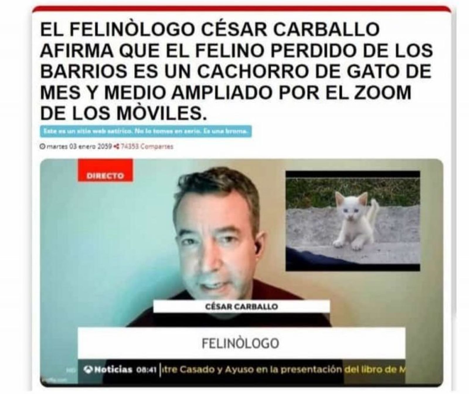 Meme felino