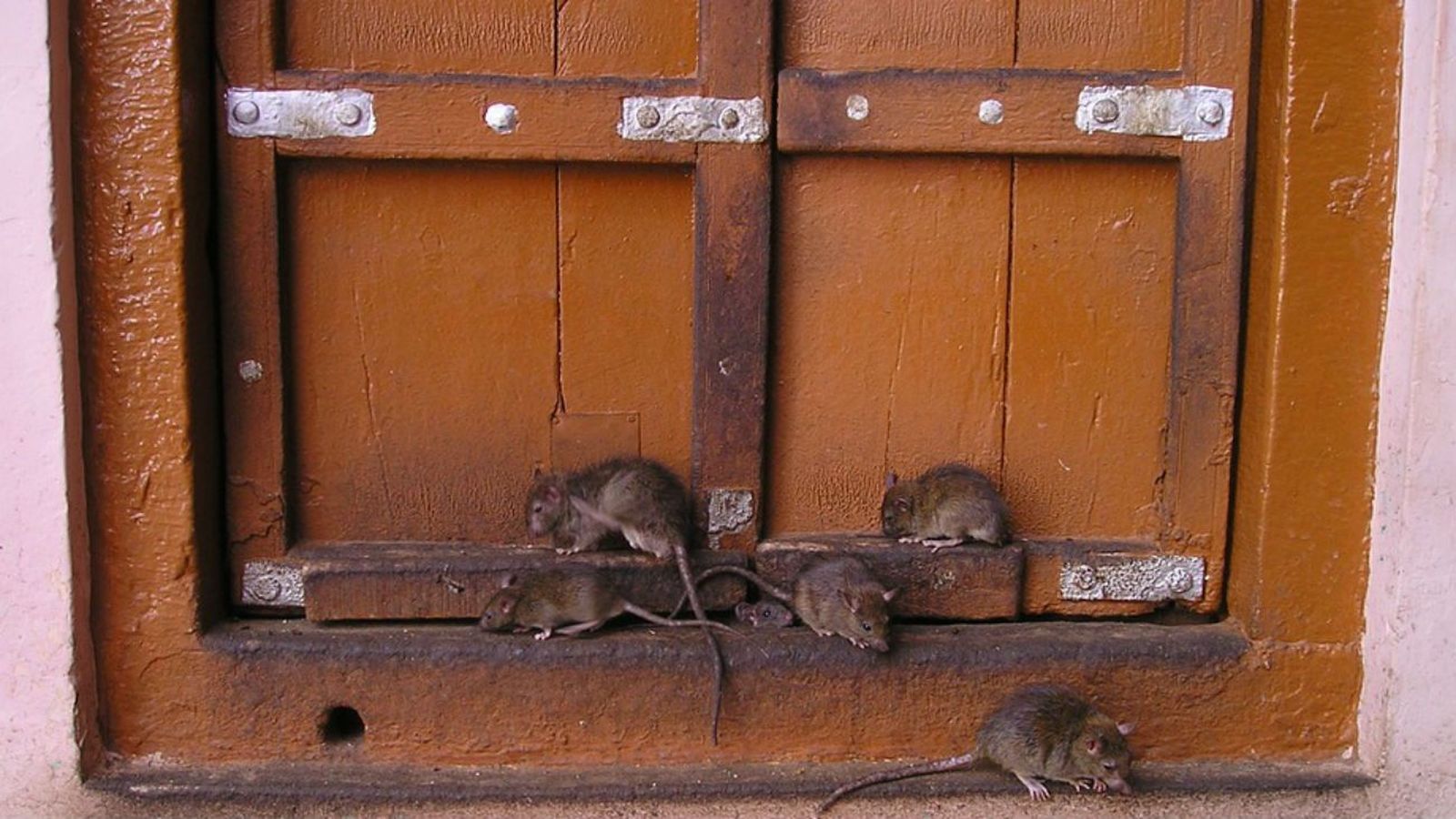 Ratas en Algete