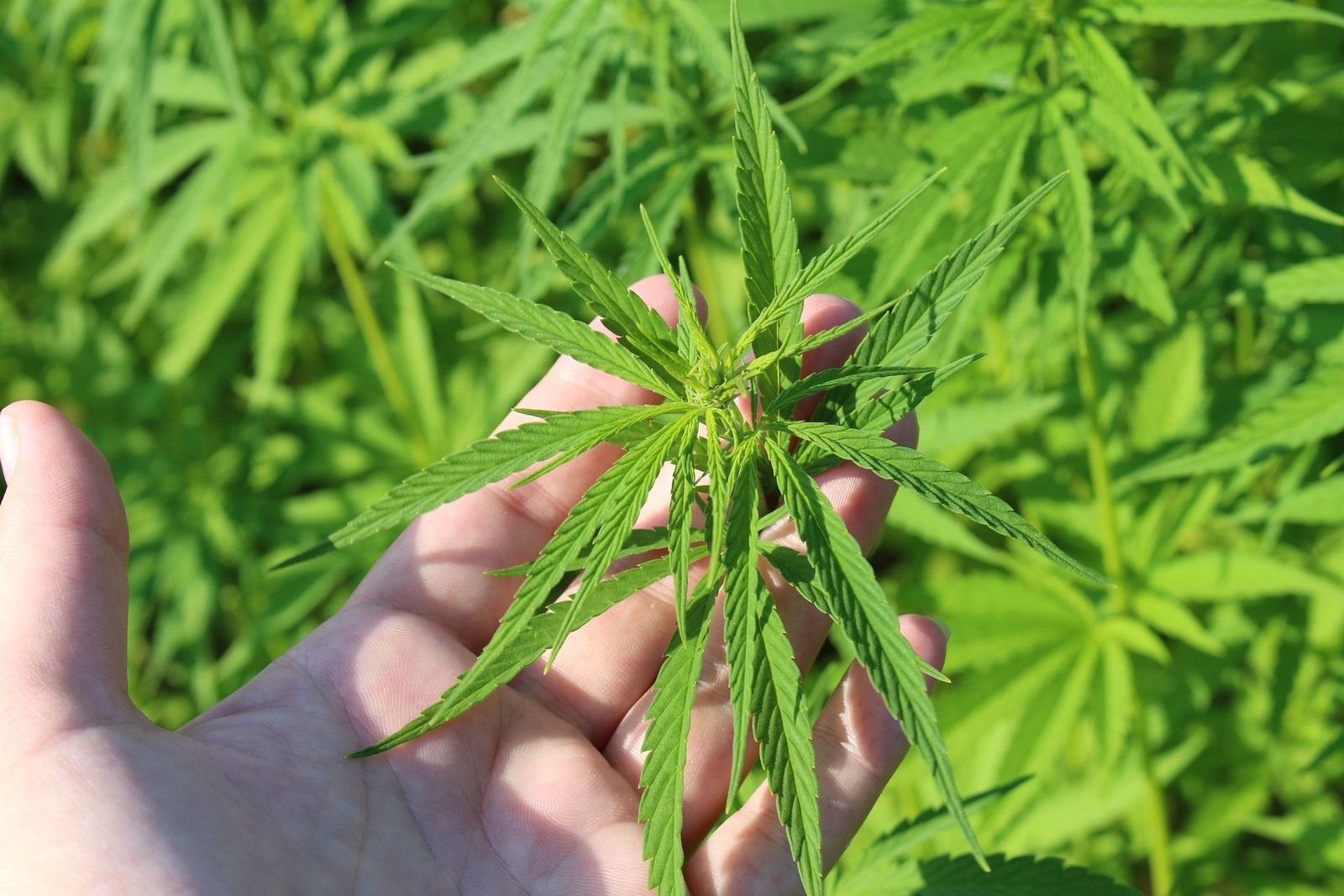 Los médicos que receten cannabis harán un seguimiento de los pacientes para detectar efectos adversos