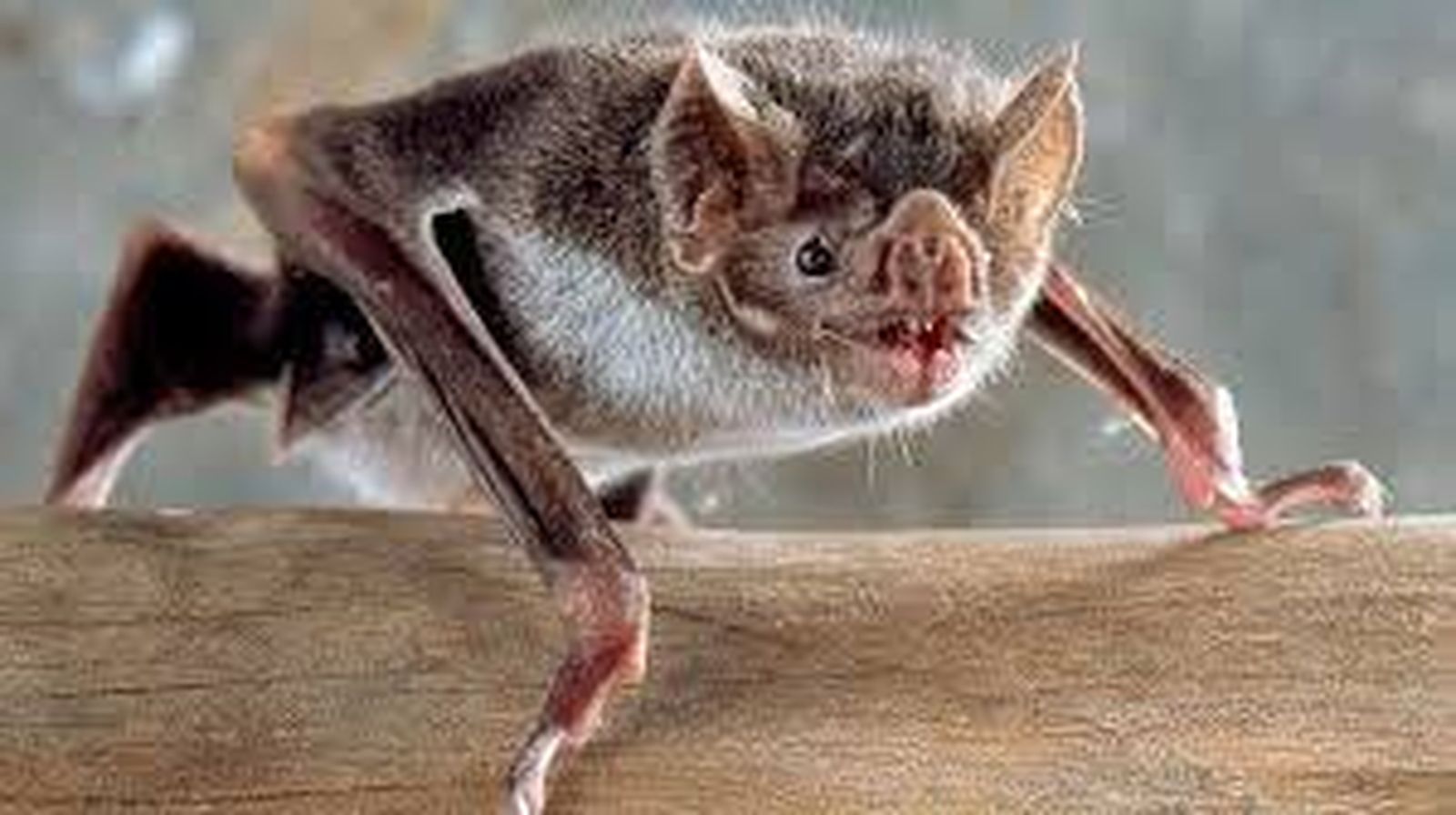 Vampiros ¿leyenda o realidad?
