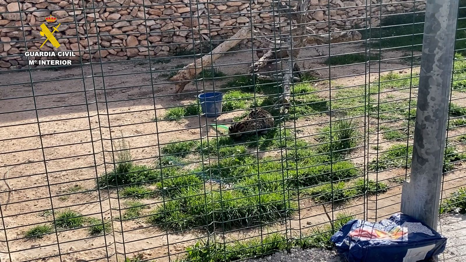 Uno de los animales salvajes enjaulado en una finca de Alicante antes de su venta