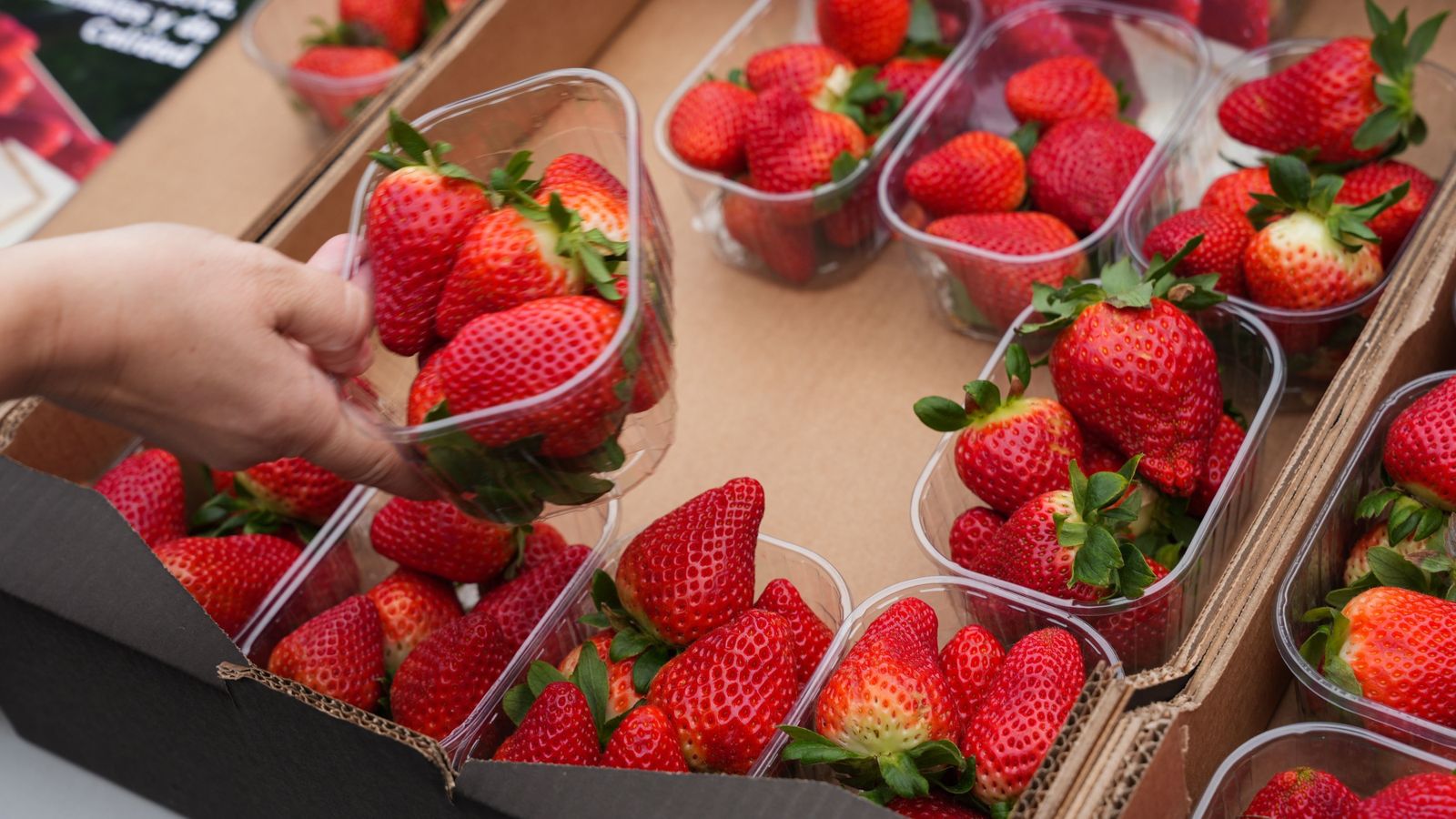 Agricultores españoles reparten fresas gratis en la Puerta del Sol
