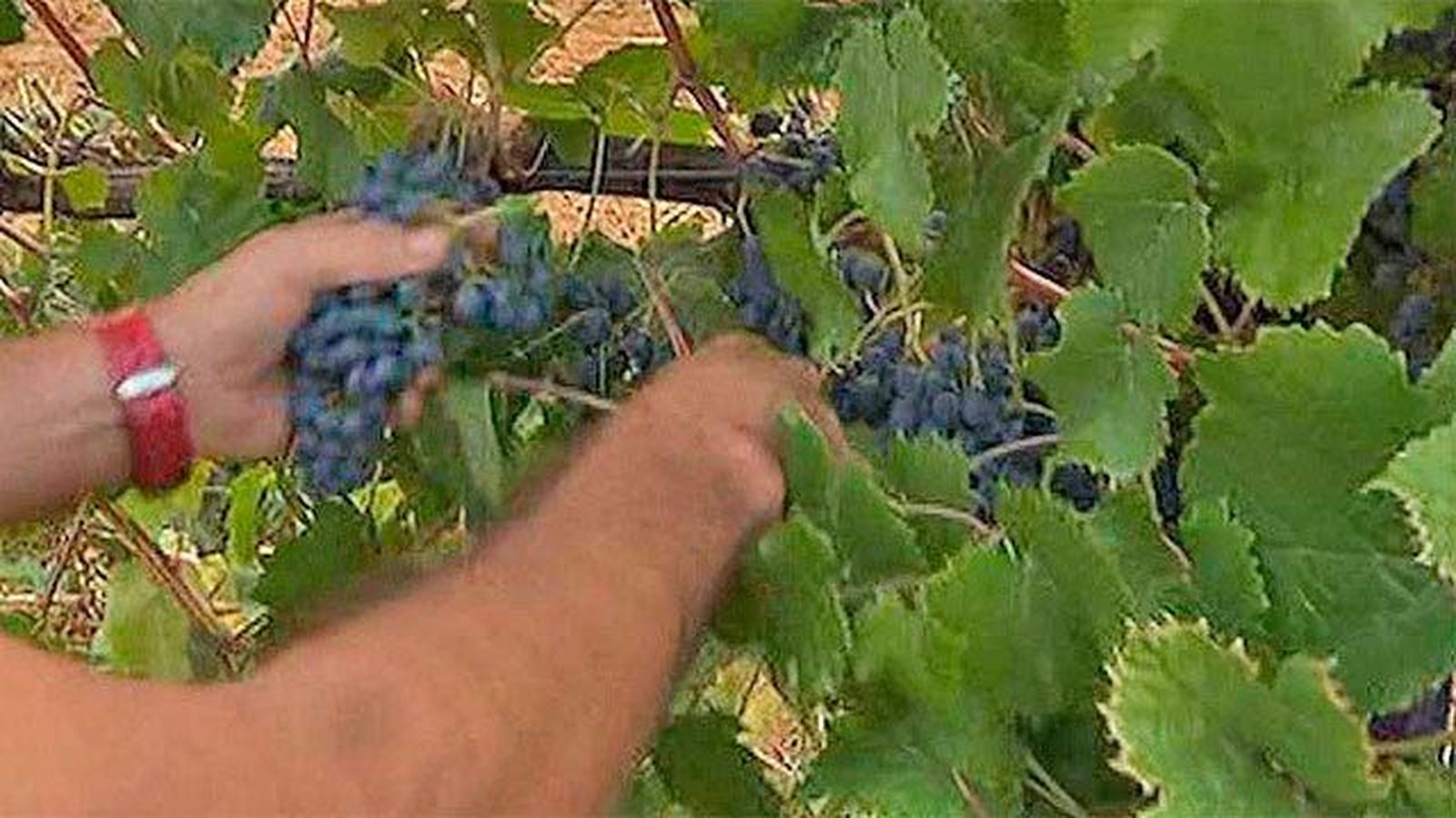 Las altas temperaturas adelantan la vendimia en Madrid