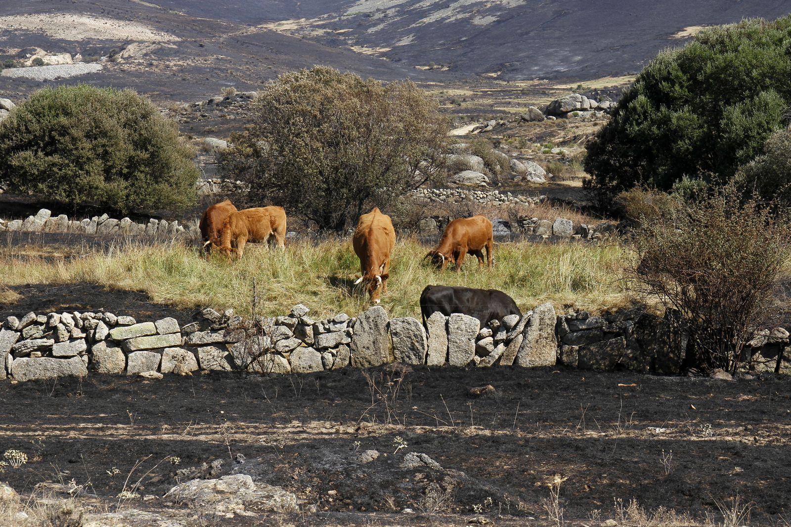 Ganado pastando en el poco pasto que no ha sido consumido por el fuego en Navalacruz (Ávila)