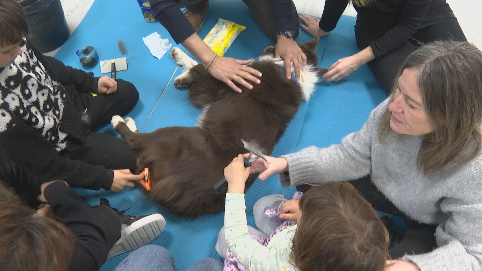Terapia con perros para curar el trauma del maltrato a las mujeres madrileñas y a sus hijos