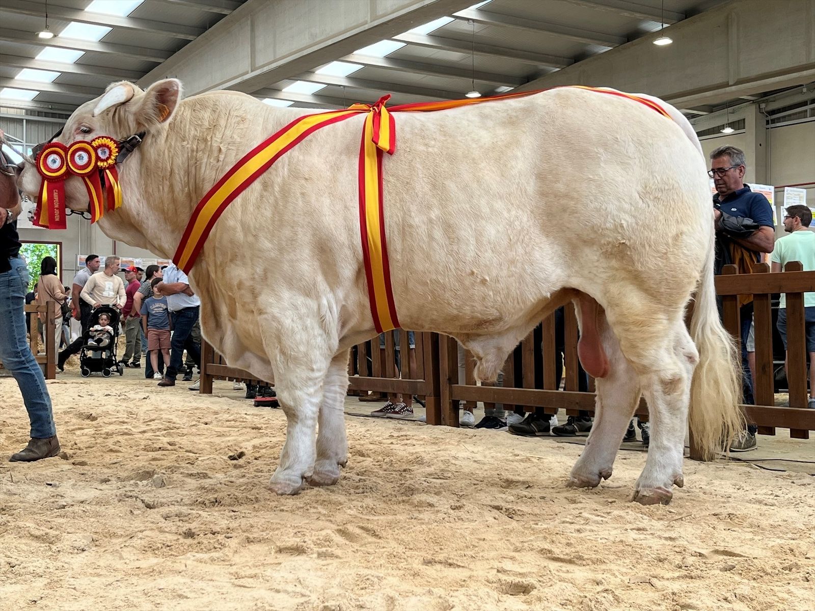 El buey madrileño premiado en la mayor feria agropecuaria de España