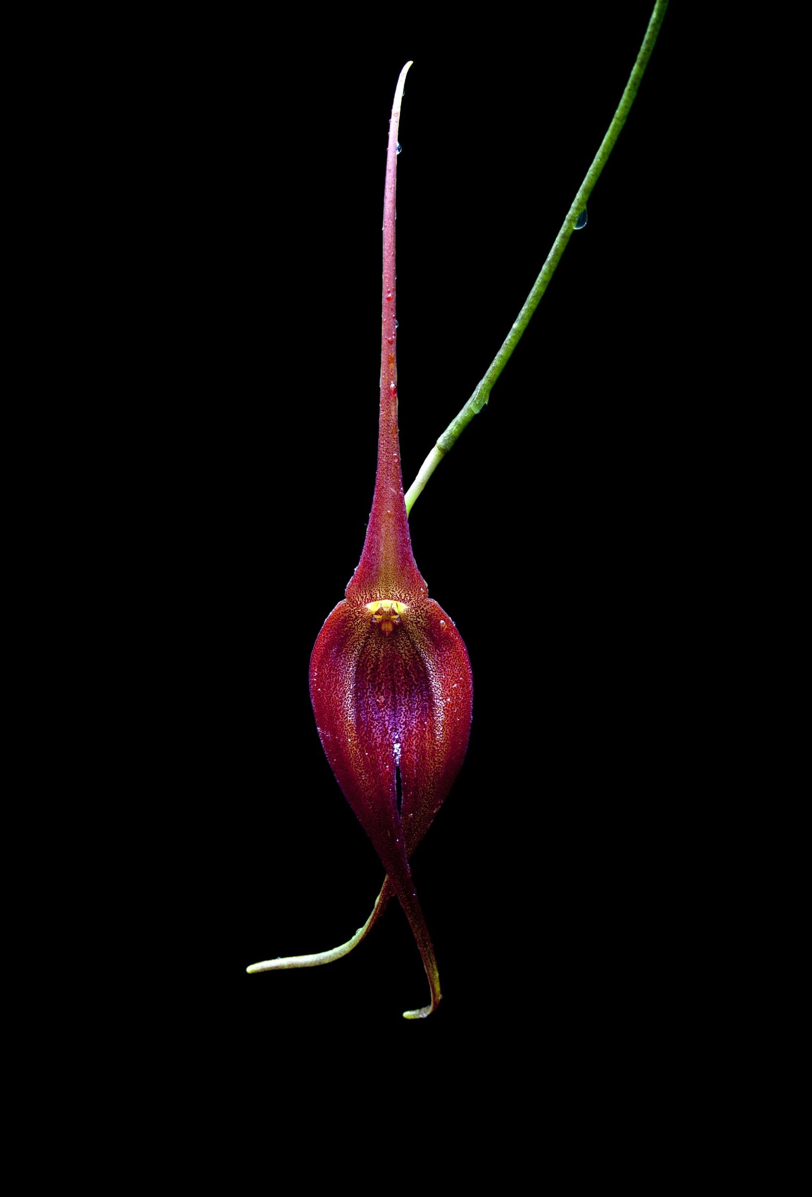 El Real Jardín Botánico inaugura la muestra fotográfica 'El jardinillo en flor'